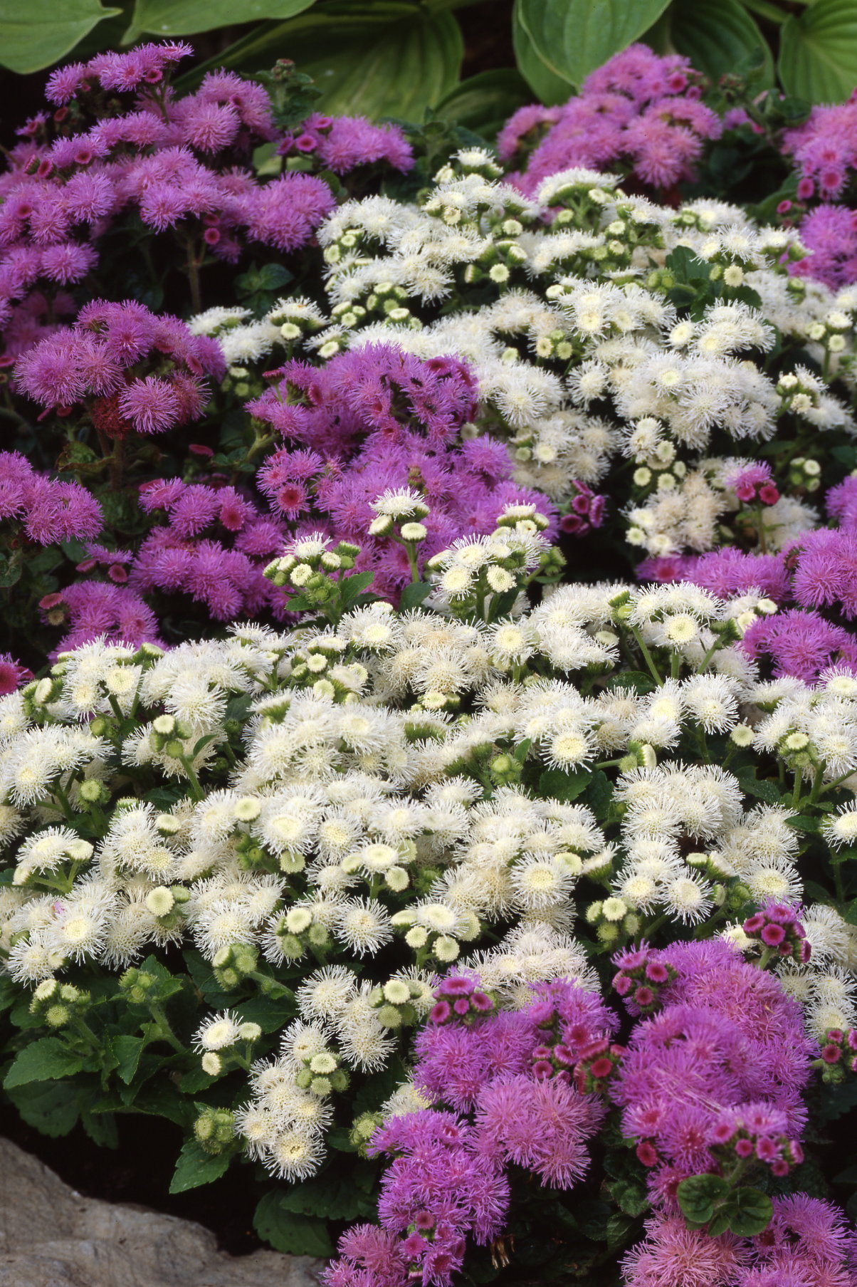 Ageratum houstonianum